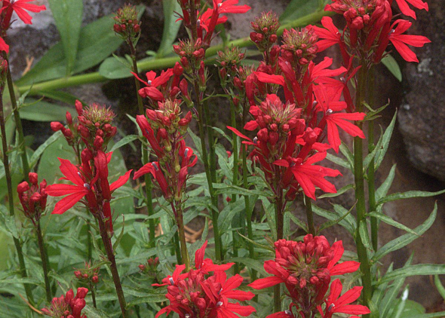 Lobelia czerwona Lobelia cardinalis, fot. John Rusk (CC BY 2.0) - Flickr