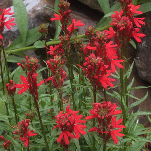 Lobelia czerwona