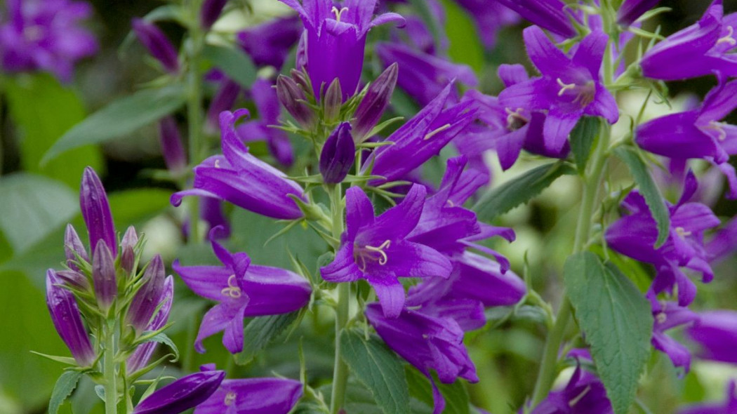 Dzwonek szerokolistny Campanula latifolia var macrantha, fot. iVerde