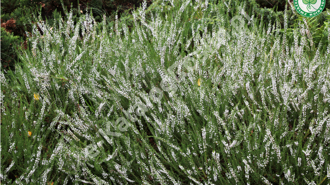 wrzos pospolity Calluna vulgaris Long White Fot. Grzegorz Falkowski ZSzP