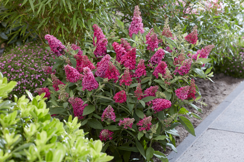 Srebrny medal w Konkursie Roślin Nowości zdobyła budleja Buddleja Davida BUTTERFLY CANDY® LITTLE RUBY 