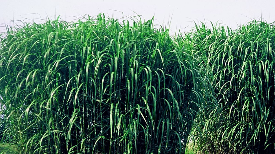 Miskant olbrzymi Miscanthus giganteus