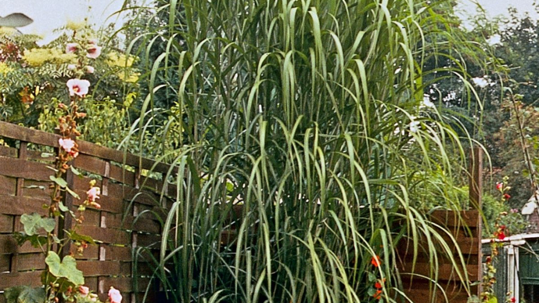 Miskant olbrzymi Miscanthus giganteus