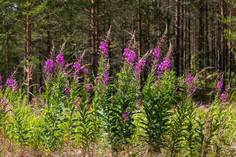 Wierzbówka kiprzyca na stanowisku naturalnym (fot. ovju@yandex.ru - Depositphotos)