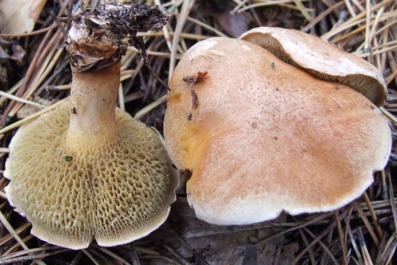 Maślak sitarz - Suillus bovinus