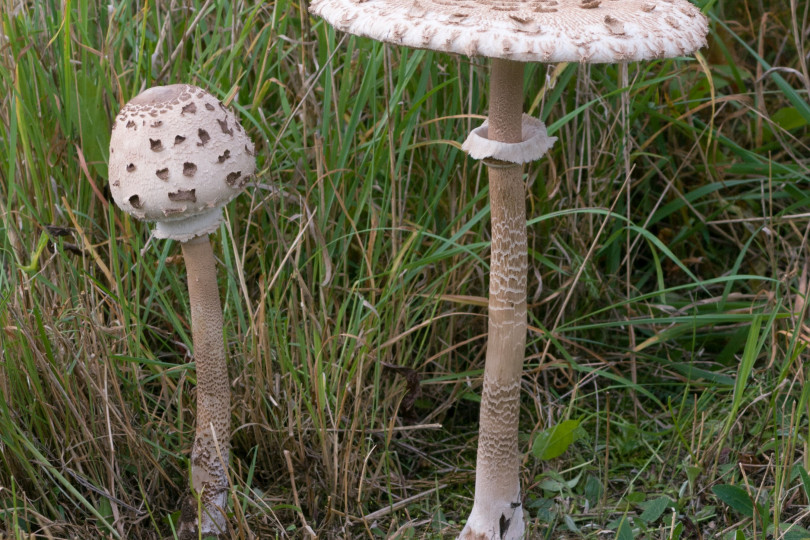 Czubajka kania - Macrolepiota procera