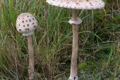 Czubajka kania - Macrolepiota procera