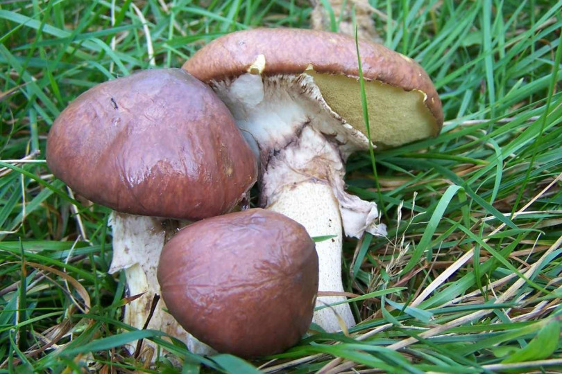 Maślak zwyczajny - Suillus luteus