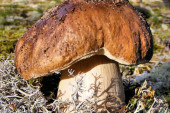 Borowik szlachetny - Boletus edulis