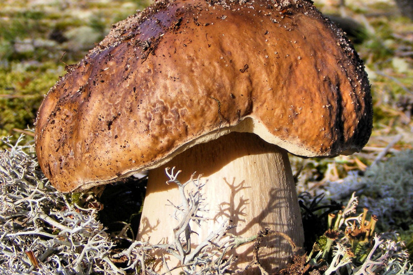 Borowik szlachetny - Boletus edulis