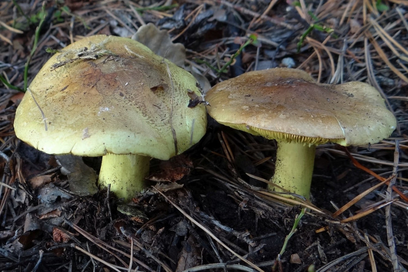 Gąska zielonka - Tricholoma equestre