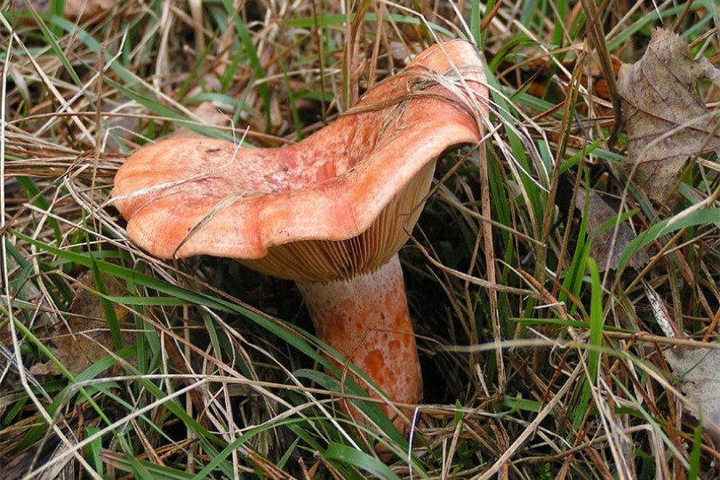 Mleczaj rydz - Lactarius deliciosus