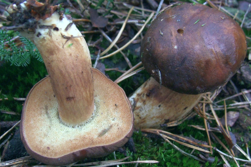 Podgrzyb brunatny - Boletus badius