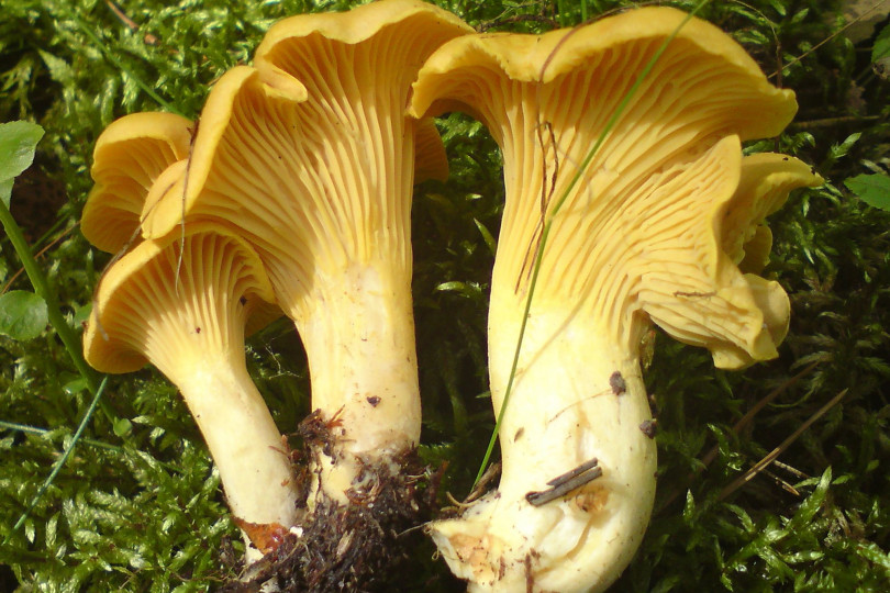 Kurka pieprznik jadalny - Cantharellus cibarius