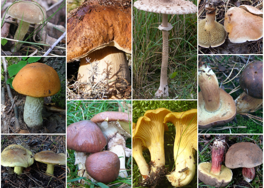 12 ulubionych jadalnych grzybów z lasu