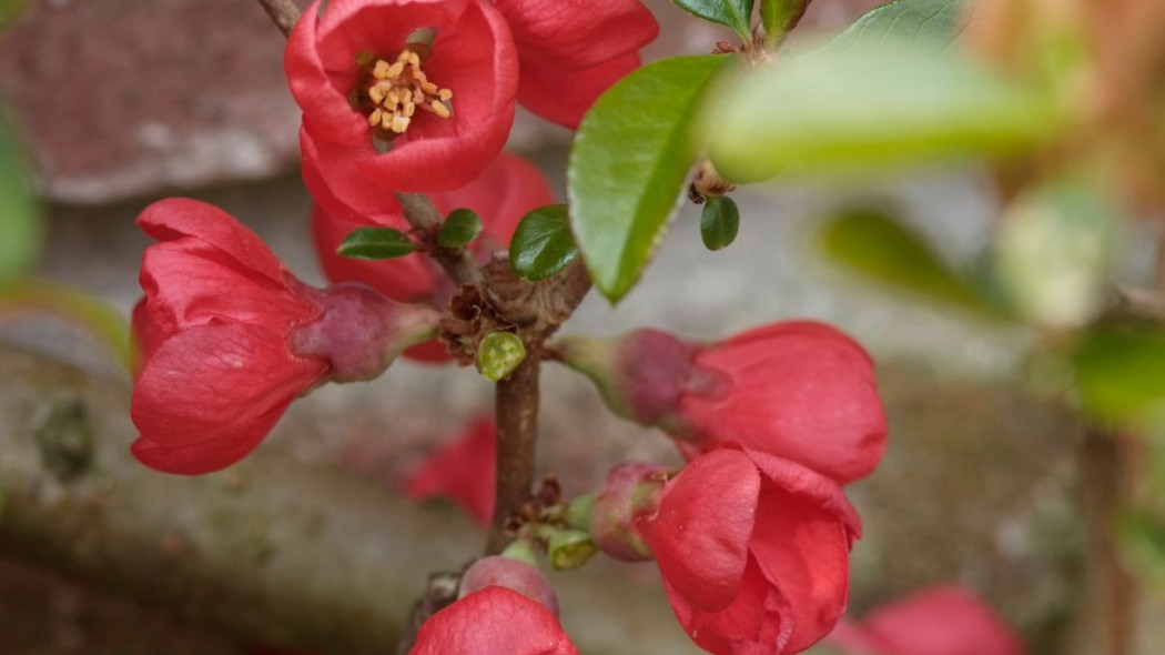 Pigwowiec okazaly Rubra, fot. iVerde