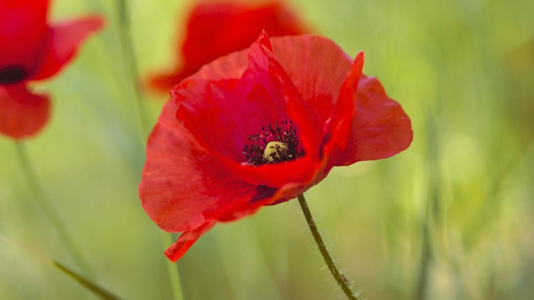 Mak polny Papaver rhoeas, fot. Peggychoucair - Pixabay