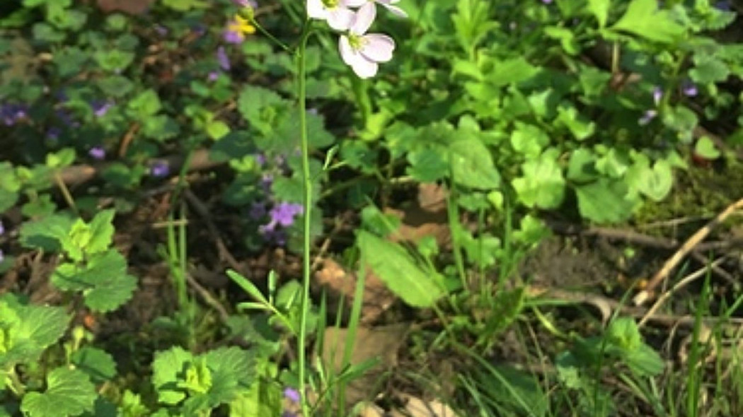 Rzezucha lakowa, fot. peterdesmet (CC0 1.0) - iNaturalist