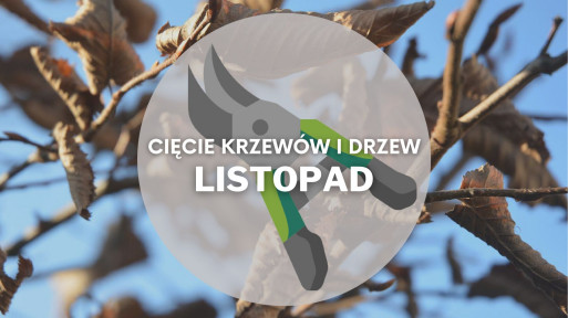 Co ciąć w listopadzie? | Przycinanie drzew i krzewów