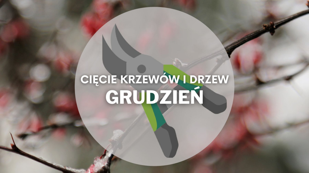 Co ciac w grudniu Przycinanie drzew i krzewow