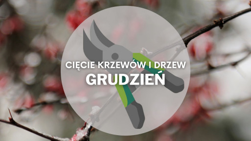 Co ciąć w grudniu? | Przycinanie drzew i krzewów