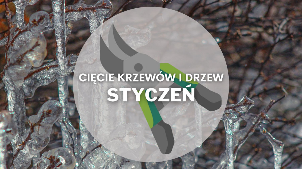 Co ciac w styczniu Przycinanie drzew i krzewow