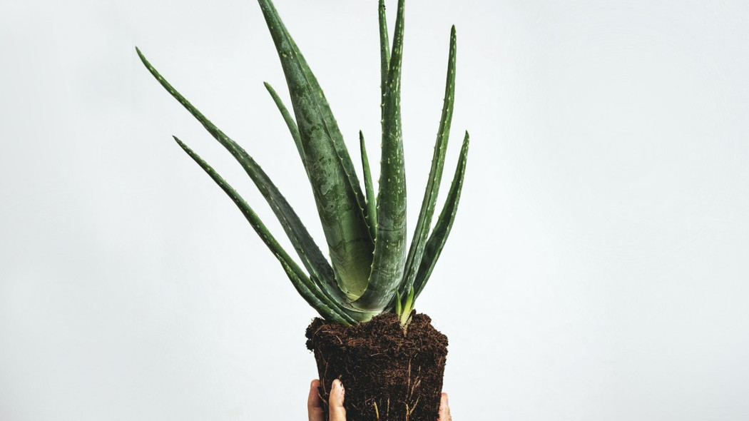 Aloes rozmnazanie, fot. Feey - Unsplash