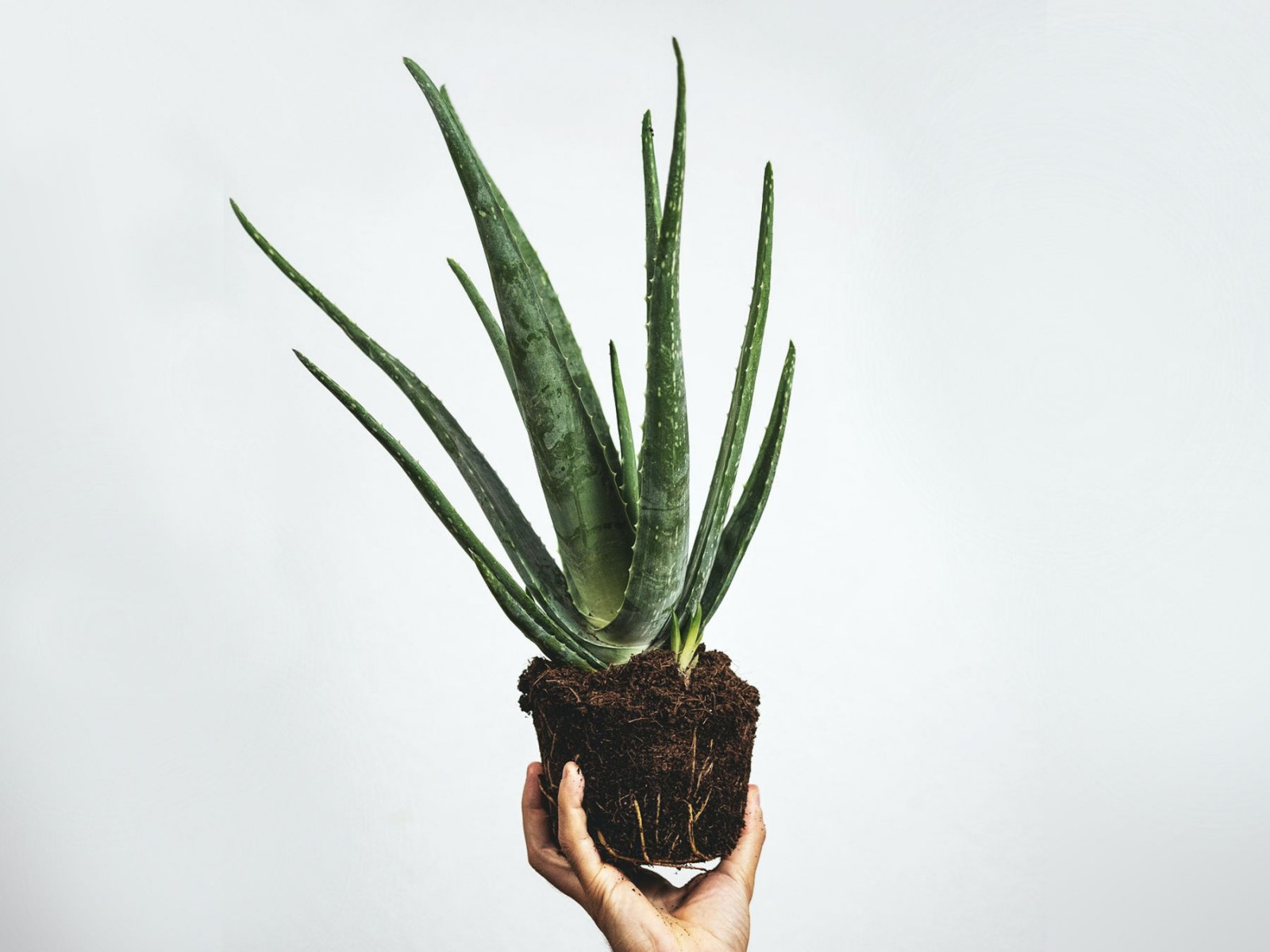 Jak rozmnoy aloes? Sposoby i odpowiednie podoe