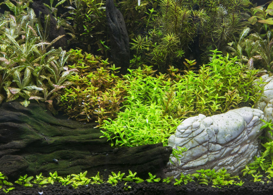 Akwarium roślinne fot. themorningstudio@gmail.com - Depositphotos
