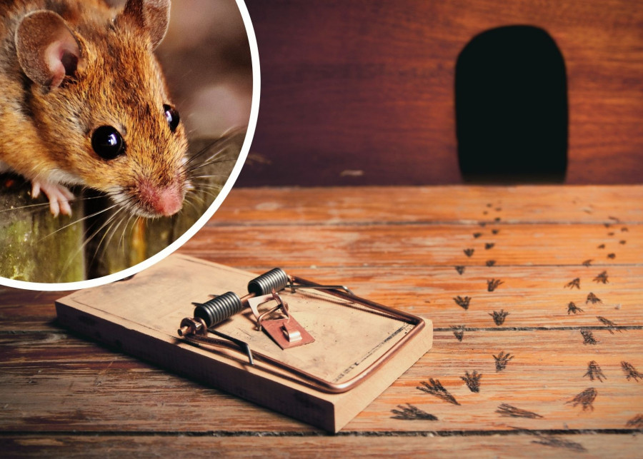 Skuteczne metody na myszy i szczury