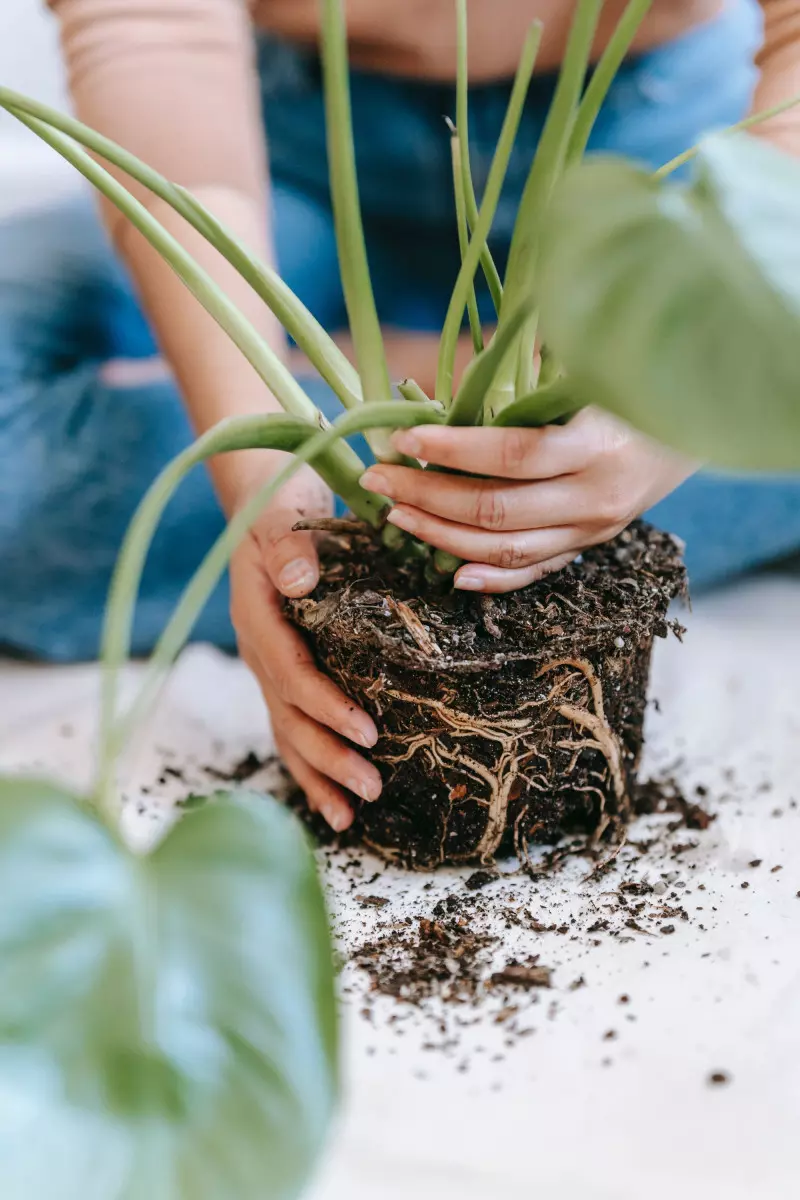 Przesadzanie roślin doniczkowych fot. Teona Swift - Pexels