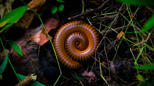 Krocionogi | Jak wyglądają? Czy są groźne? Jak je zwalczać?