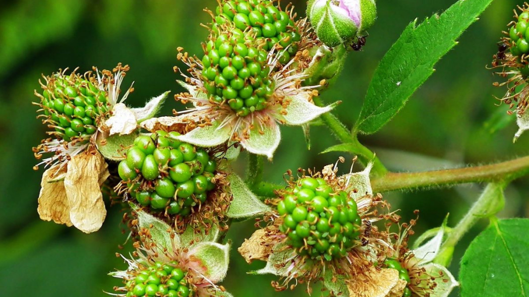 Jezyna bezkolcowa Rubus fruticosus, fot. Teodor - Pixabay