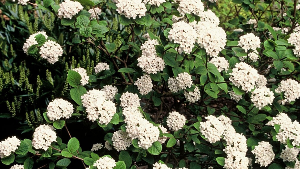 Kalina koreanska Viburnum carlesii, fot. iVerde