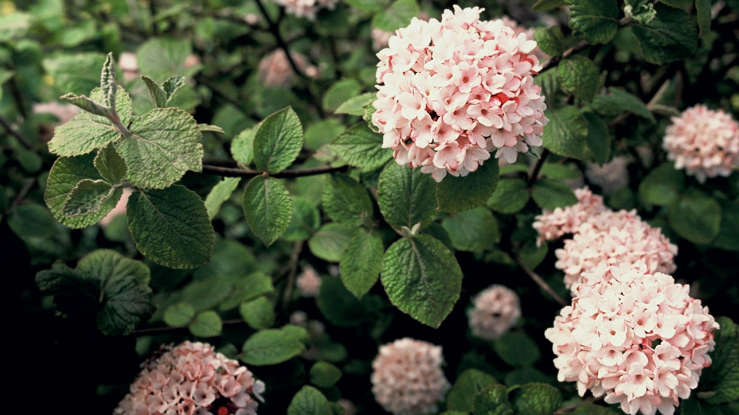 Kalina koreanska Viburnum carlesii Aurora, fot. iVerde