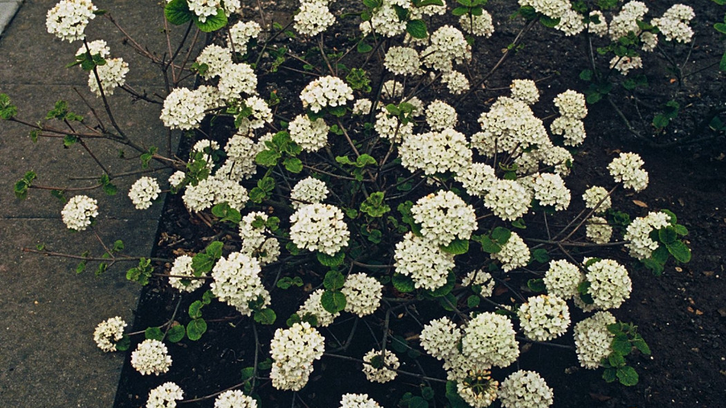 Kalina koreanska Viburnum carlesii Compactum, fot. iVerde