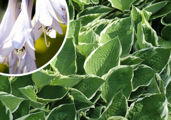 Co lubi funkia (hosta) i jak o nią dbać?
