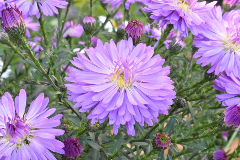 Ogrod jesienia - aster, fot. skorchanov - Pixabay