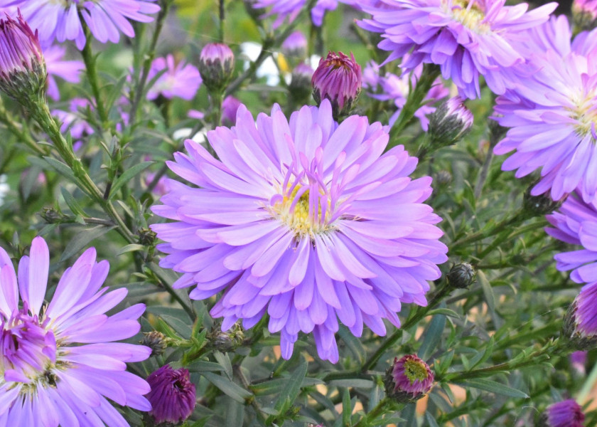 Ogrod jesienia - aster, fot. skorchanov - Pixabay Ogrod jesienia - aster, fot. skorchanov - Pixabay
