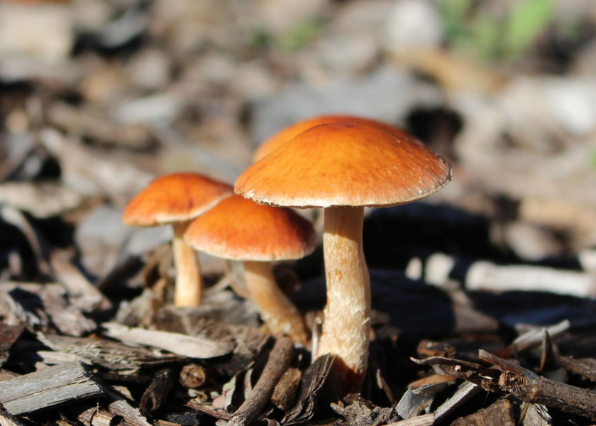 Ogrod jesienia - grzyby, fot. Chesna - Pixabay Ogrod jesienia - grzyby, fot. Chesna - Pixabay