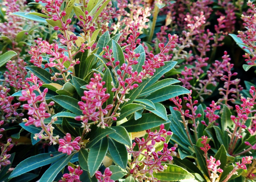 Ogrod jesienia - pieris japonski, fot. Katarzyna Jeziorska Ogrod jesienia - pieris japonski, fot. Katarzyna Jeziorska