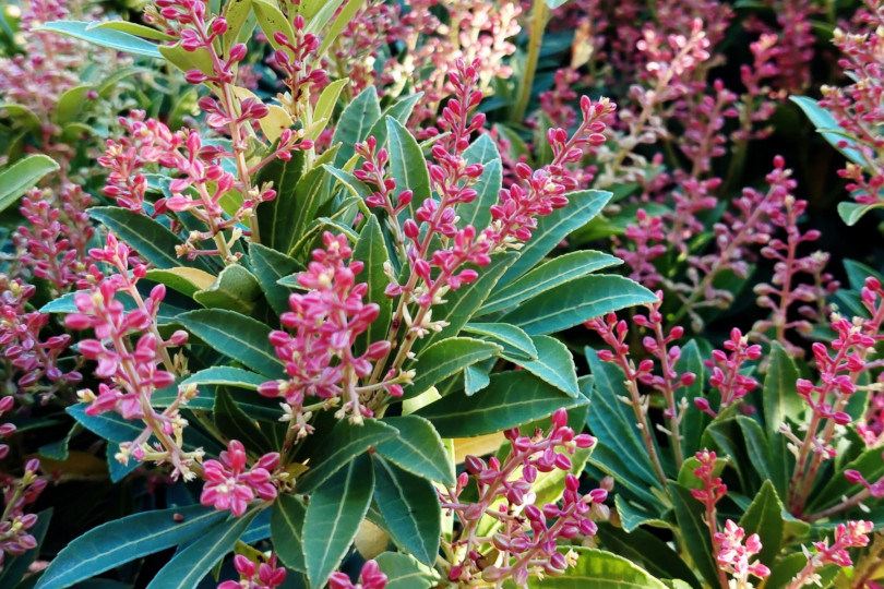 Ogrod jesienia - pieris japonski, fot. Katarzyna Jeziorska