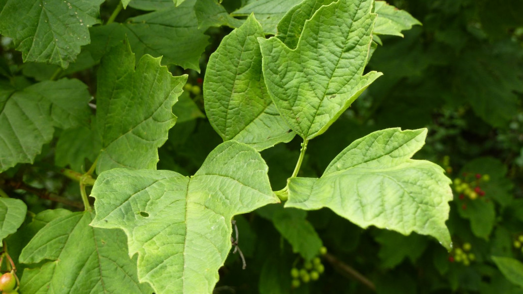 Viburnum sargentii liscie, fot. Magnus Manske (CC BY-SA 2.5) - Wikimedia Commons