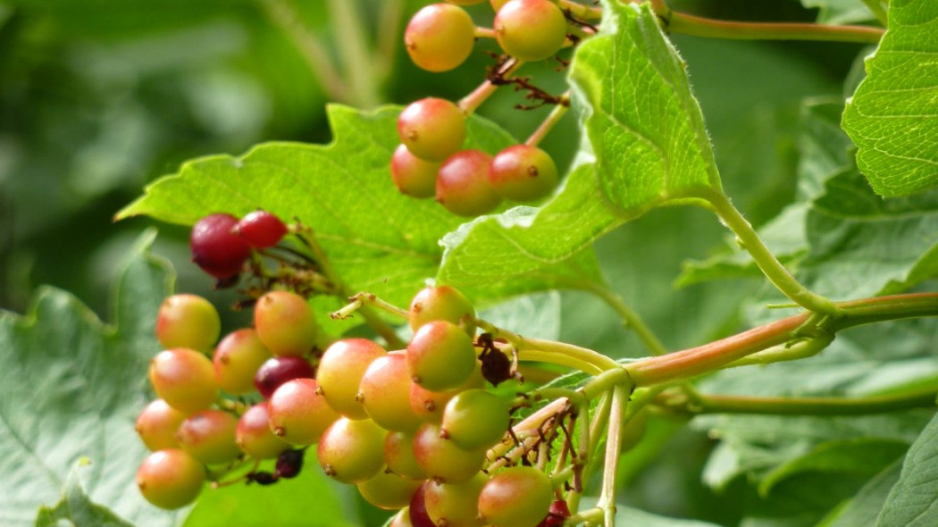 Viburnum sargentii owoce jagody, fot. Magnus Manske (CC BY-SA 2.5) - Wikimedia Commons