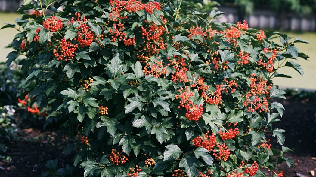 Kalina Sargenta Viburnum sargentii, fot. iVerde