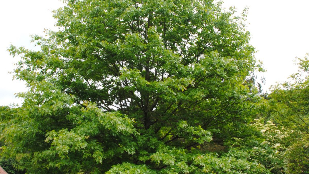 Dab blotny Quercus palustris, fot. iVerde