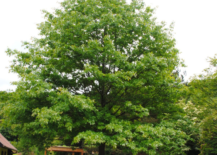 Dab blotny Quercus palustris, fot. iVerde