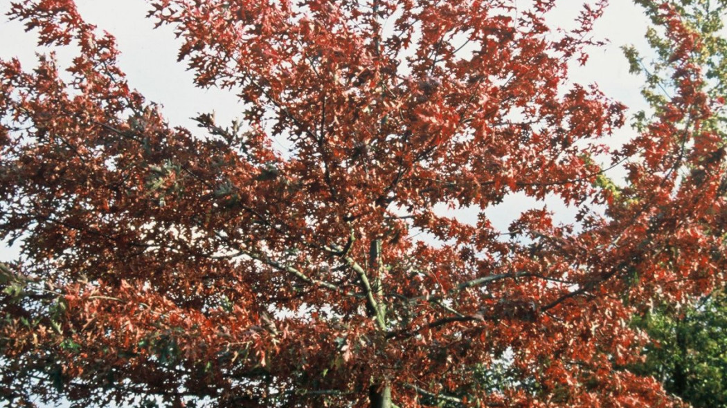 Dab blotny Quercus palustris jesienia, fot. iVerde