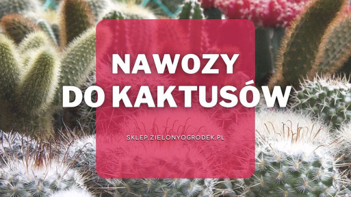 Nawozy do kaktusów | Jakie wybrać i gdzie kupić?