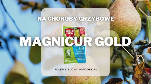 Magnicur Gold – na rdzę gruszy i inne choroby grzybowe